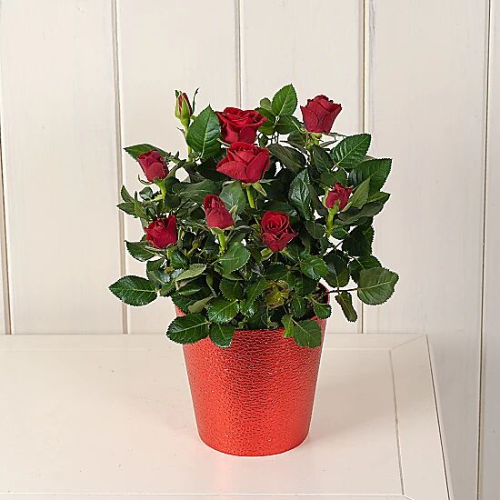 Serenata Flowers Red Potted Rose