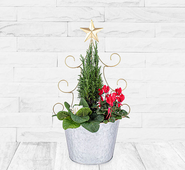 123 Flowers Outdoor Christmas Planter - Christmas Outdoor Plants - Christmas Plants - Christmas Plants Delivery - Xmas Plants - Send Plants