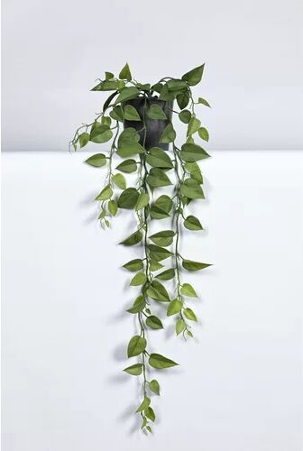 The Seasonal Aisle Philodendron Plant in Pot The Seasonal Aisle Size: 85cm H x 50cm W x 50cm  D  - Size: 102cm H x 76cm W