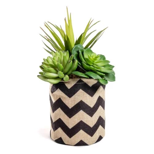 The Seasonal Aisle Sedum 23cm Artificial Succulent Agave in Pot (Set of 6) The Seasonal Aisle  - Size: 99cm H x 15.5cm W x 15.5cm D