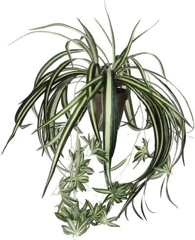 The Seasonal Aisle 45cm Artificial Chlorophytum Plant in Pot The Seasonal Aisle  - Size: Medium