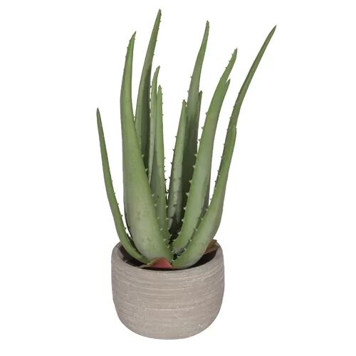 The Seasonal Aisle Desktop Aloe Plant in Pot The Seasonal Aisle  - Size: 72cm H x 36cm W x 36cm D