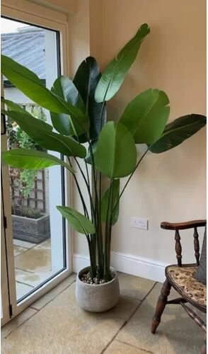 The Seasonal Aisle 220cm Artificial Banana Leaf Tree in Planter The Seasonal Aisle  - Size: 65cm H x 120cm W x 1.8cm D