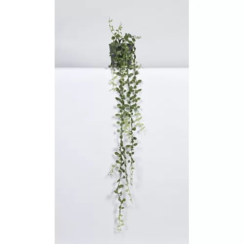 The Seasonal Aisle Dischaidia Plant in Pot The Seasonal Aisle  - Size: 66.04cm H x 101.6cm W x 1.91cm D