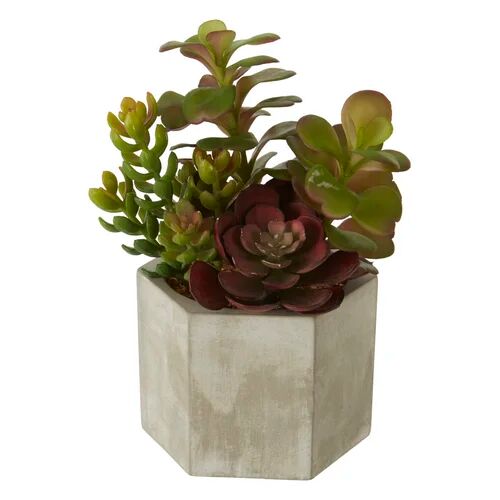 Rio 12cm Artificial Succulent Plant in Pot Williston Forge  - Size: 66.04cm H x 66.04cm W x 1.91cm D