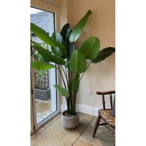 The Seasonal Aisle 220cm Artificial Banana Leaf Tree in Planter The Seasonal Aisle  - Size: