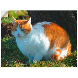 Artland Wandfolie »Entspannte Katze«, Haustiere, (1 St.), selbstklebend naturfarben Größe