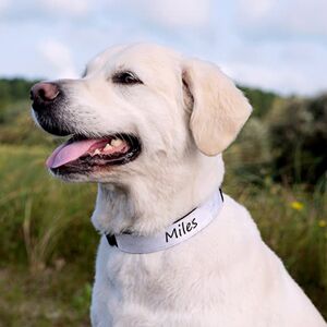 smartphoto Hundehalsband M personalisiert