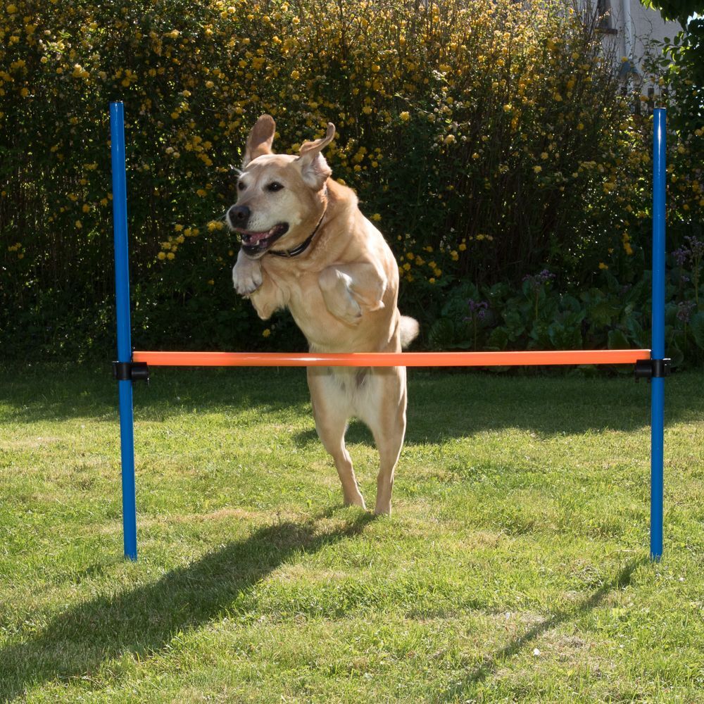 zooplus Exclusive Agility Fun & Sport Hürde Komplettset für Hunde Hundespielzeug