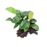 Dennerle Plants GmbH Anubias barteri 16 x 5 x 16 Centimeter Saugwurzel