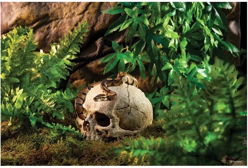 Decoración Acuario Exo Terra Primate Skull - EXO TERRA