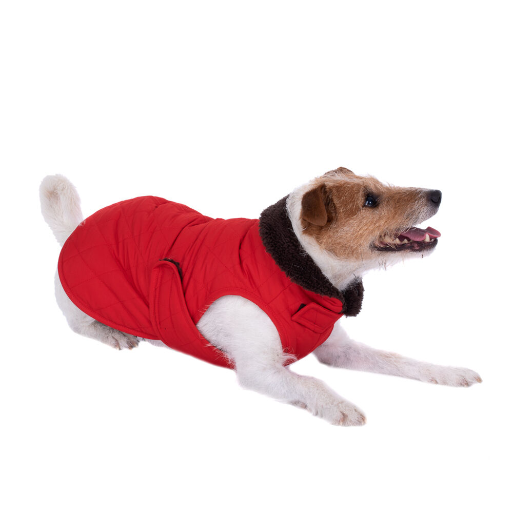 zooplus Exclusive Abrigo acolchado para perros - 60 cm aprox. de longitud dorsal