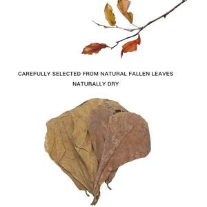 Xm Feuilles Efficaces Grade A Terminalia Catappa Naturelle 10 Pièces Feuilles De Foetida Feuille D'amande Nettoyage De Poissons Aquarium - Publicité