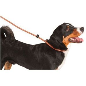 Kerbl Laisse/Collier Chien Orange - Accessoire Chien - Publicité