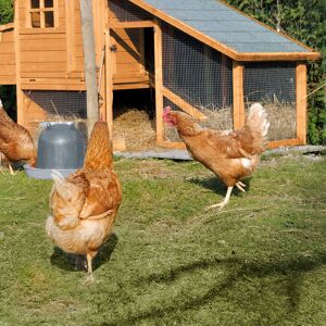 Cémonjardin Poulailler en bois 3 poules Minnesota