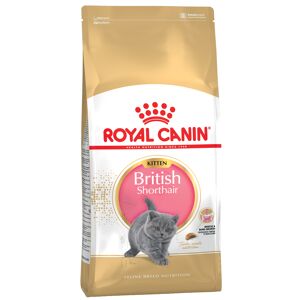2x10kg Kitten British Shorthair Royal Canin pour chaton - Croquettes pour chaton British Shorthair