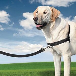 PetSafe Harnais Easy Walk / L / 66 - 91 cm : Labrador, Golden Retriever, Berger Allemand