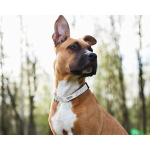 Cadeaux.com Collier pour chien Personnalisable - Pattes & Os