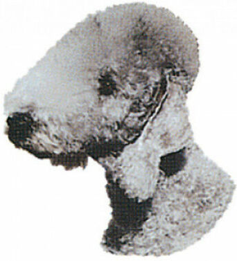 Difac Autocollant race Bedlington