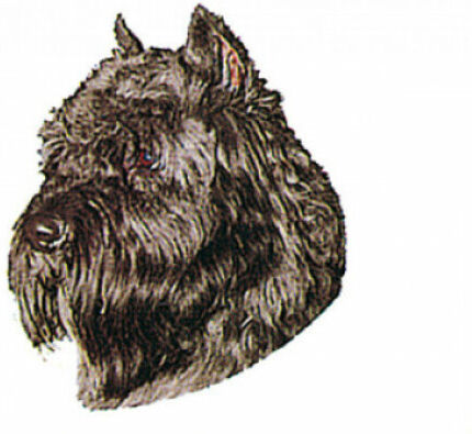 Difac Autocollant race Bouvier des Flandres 7 cm - Lot de 4