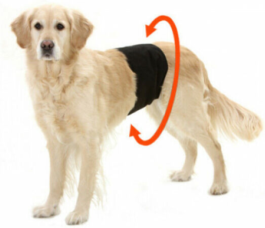 Flamingo Culotte d'incontinence et fuite urinaire pour chien mâle - Taille S