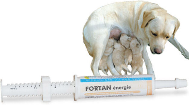 Oriane Fortan énergie colostrum complément lacté pour chiot et chaton Tube doseur 15 ml