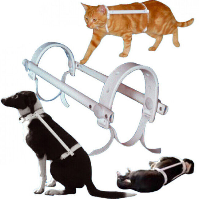 Propal Carcan antitorsion protection automutilation chien chat Propal T0