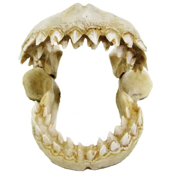 amtra denti di squalo s