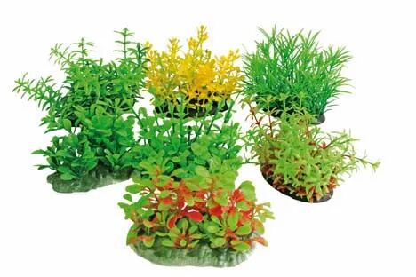 AMTRA Croci Tropical Plant Series CM.8