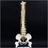 TEmkin Wervelkolommodel 45 cm anatomisch model van de menselijke wervelkolom 1 paar wervelkolomanatomiemodel met wervelkolomzenuwen, bekken, dijbeen, compatibel met studieonderwijs Co