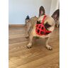 L&J Pets Uk Hondenmuilkorf voor Franse Bulldog Frenchies a Andere soortgelijke snuiten korte snuit (FB0, rood)