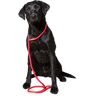 Dog & Field Hond & Veld Deluxe Gundog Nylon Slip Lead, Rood