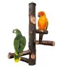 SDFSA Baars speelgoed, vogel natuurlijk houten standaard, vogelspeelgoed, vogelzitstokken standaard, vogelkooi accessoires, zitstokken, voor kleine parkieten, valkparkieten, Conures, ara's, papegaaien,