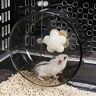 FAMKIT Hamster Wiel Loopwiel Rustig Hamster Speelgoed Acryl Plastic Antislip Loopwiel voor Hamsters Baby Ratten Gerbils Dwerg Hamsters