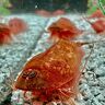 Triops King Triops Beni Kabuto ebi Albino Urzeitkrebse Starter Set Plus, 300 Eier, Duits.