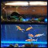 Pssopp Led-aquariumlicht, onderwater, RGB, multicolor, waterdicht, onderwater, aquariumlicht voor aquarium, woonkamer, restaurant, hotel (35 cm)