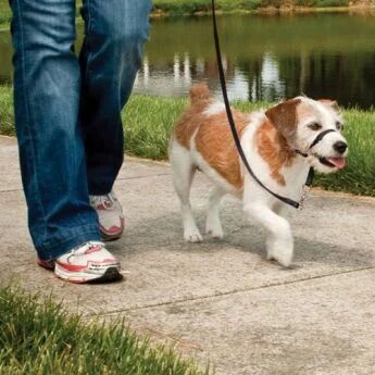 Petsafe Easy Walk Snutesele Svart (M)