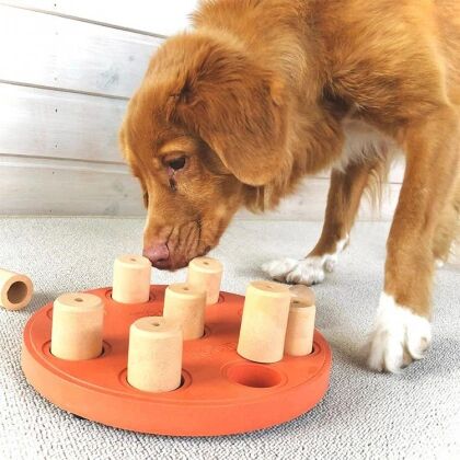 Smartsaker Aktivitetsspill til hunden, Nivå 1: Dog Smart