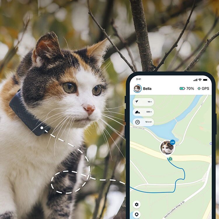 Smartsaker GPS til katt