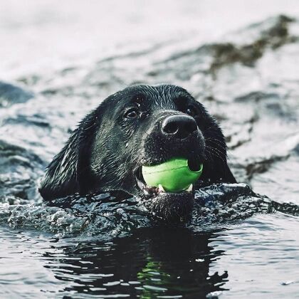 Smartsaker Aktivitetsball til hunden, Medium Grønn