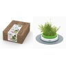 Unbranded Catit Senses Grass Planter Cat Grass Kit - Pack of 3 for the Senses Grass Plante