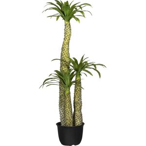 kaiserkraft Pachypodium, en maceta de plástico negro, altura 1700 mm, maceta de 320 x 230 mm