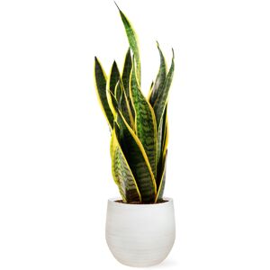 April Plants Plantas de interior natural sansevieria 110 cm