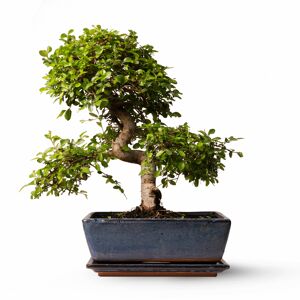 April Plants Plantas de interior natural bonsái 45 cm