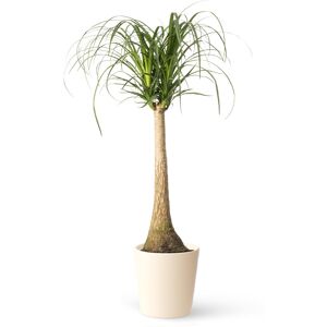 April Plants Plantas de interior natural beaucarnea 110 cm