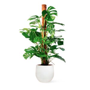 April Plants Plantas de interior natural costilla 130 cm