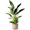 April Plants Plantas de interior natural strelitzia 90 cm