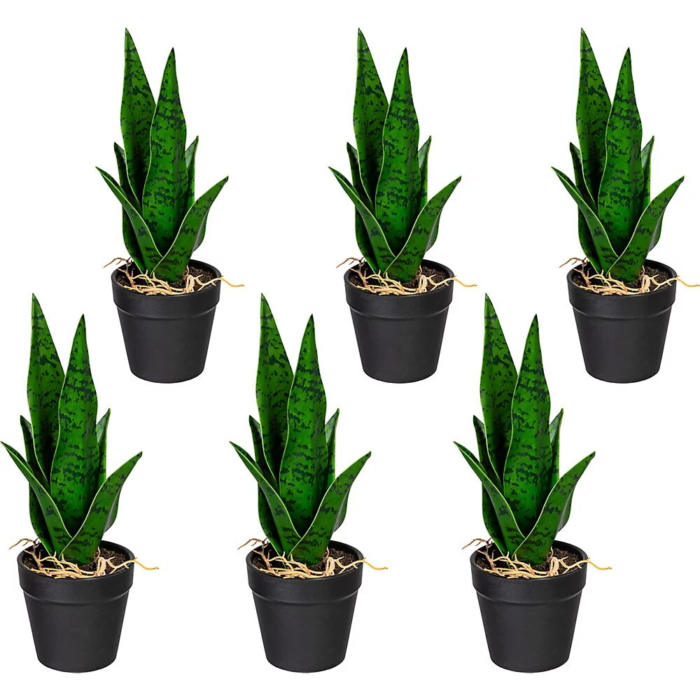 kaiserkraft Mini Sansevieria, UE 6 unid., altura aprox. 270 mm, verde, en maceta de plástico