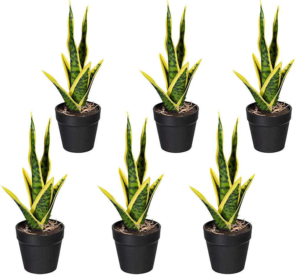 kaiserkraft Mini Sansevieria, UE 6 unid., altura aprox. 270 mm, amarillo verdoso, maceta de plástico