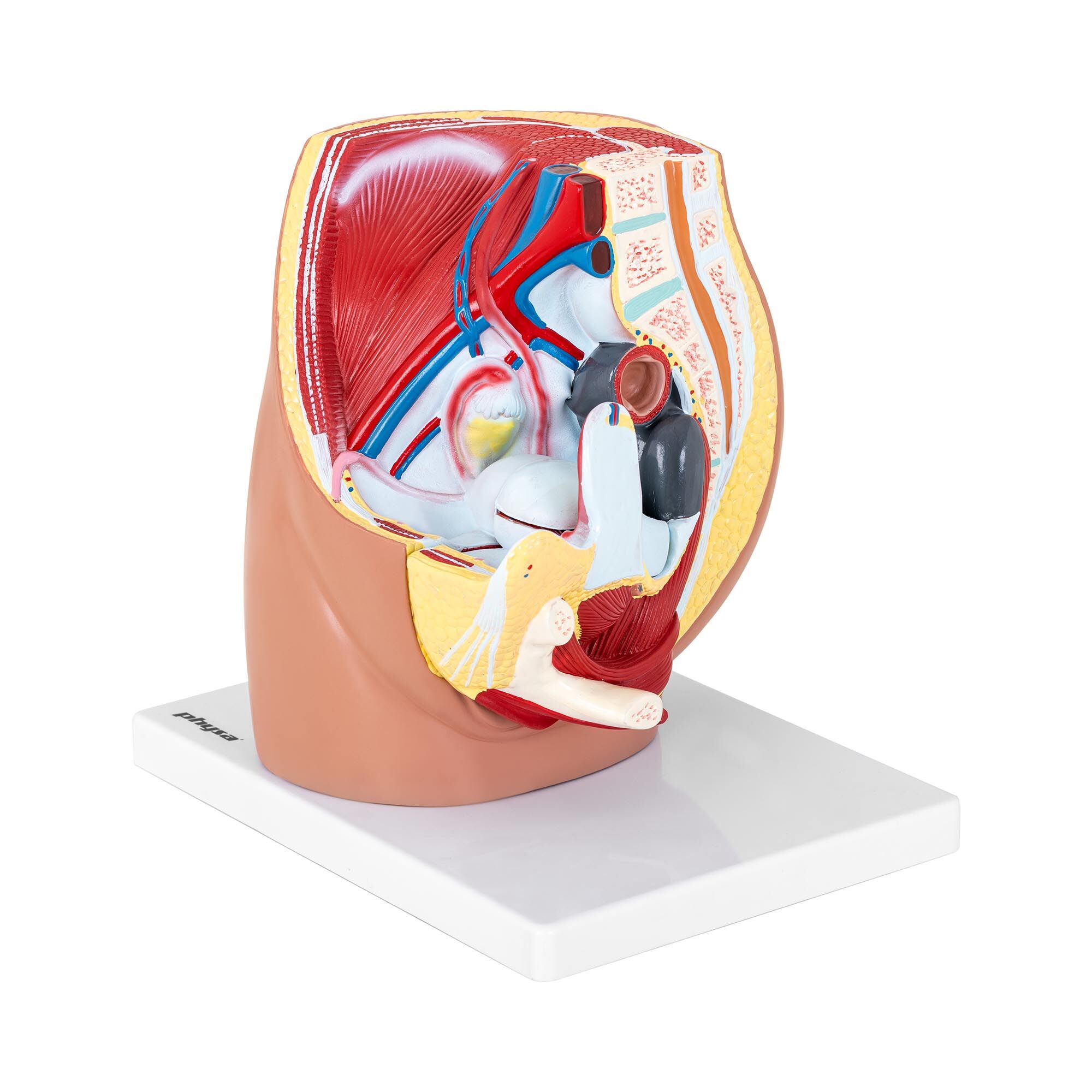 physa Beckenmodell - weiblich - in 3 Teile zerlegbar - Originalgröße